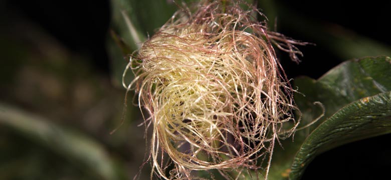 IMG_4194_Michael_Regulski