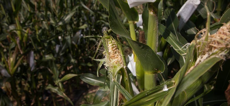 IMG_4247_Doreen_Ware